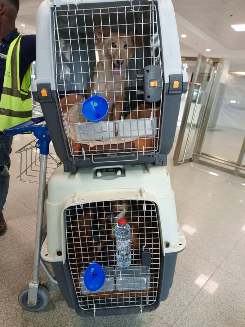Specialized Pet Shipping Services